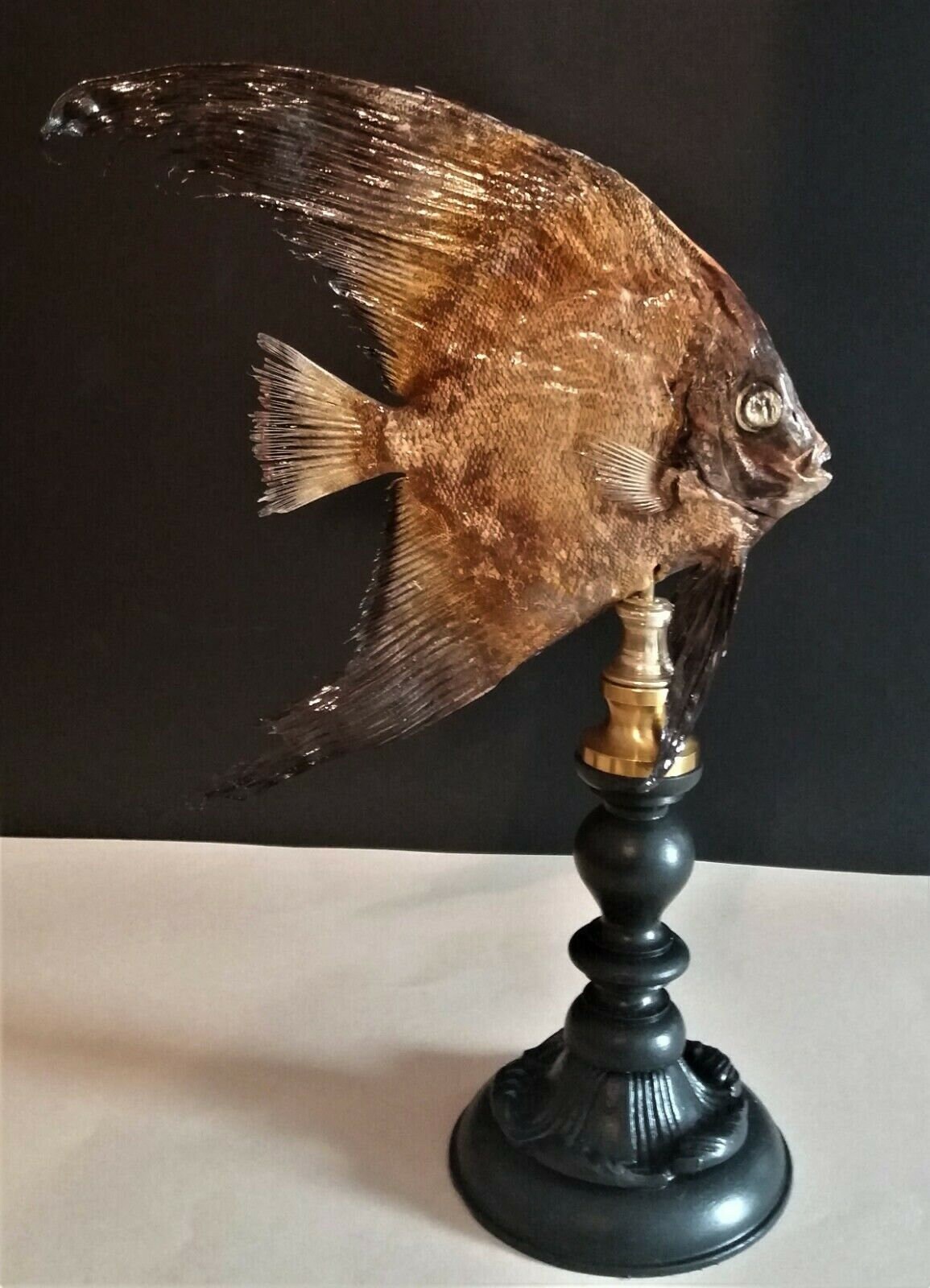 Cabinet de Curiosités Poisson Naturalisé Platax Pinnatus sur Socle