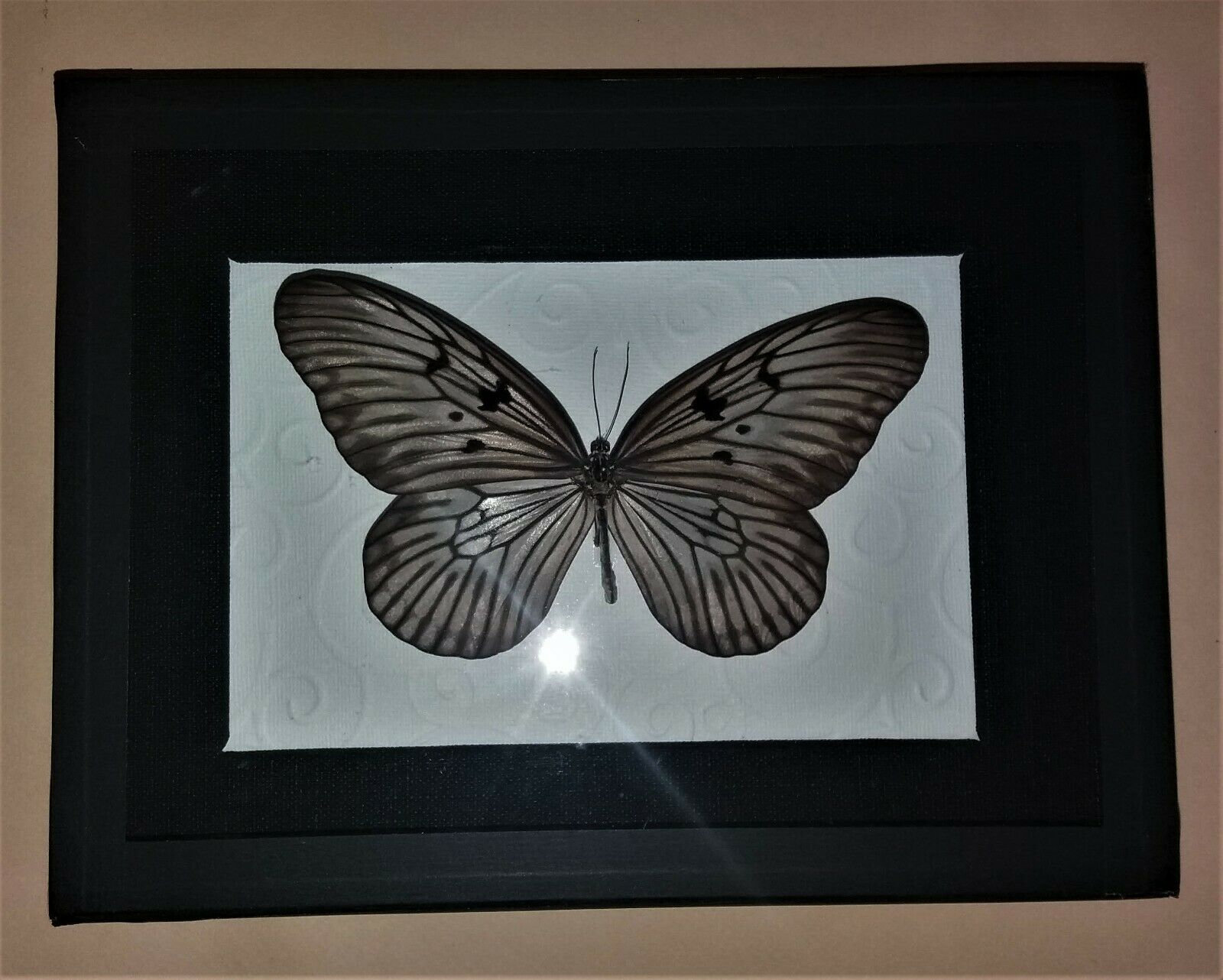 Entomologie Cadre avec Papillon Idea Blanchardi