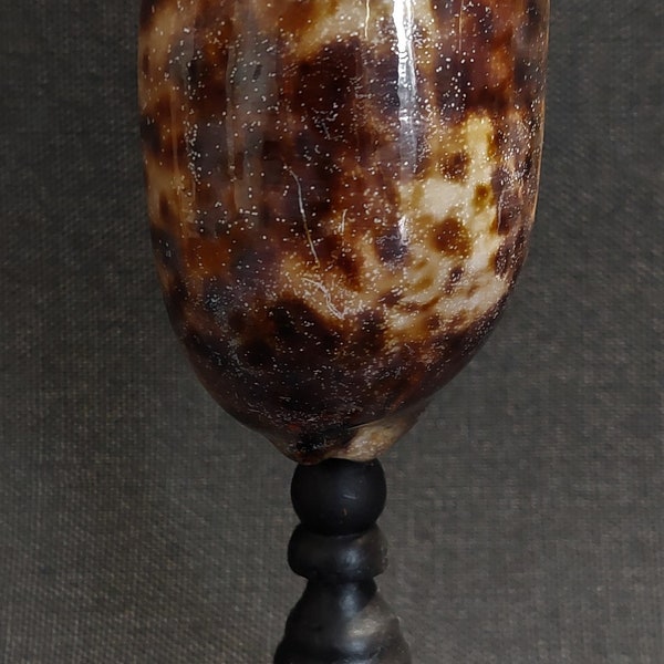 Cabinet de Curiosités coquillage porcelaine chelycypraea testudinaria sur socle
