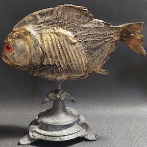 Cabinet of Curiosities naturalized fish piranha pygocentrus nattereri on base