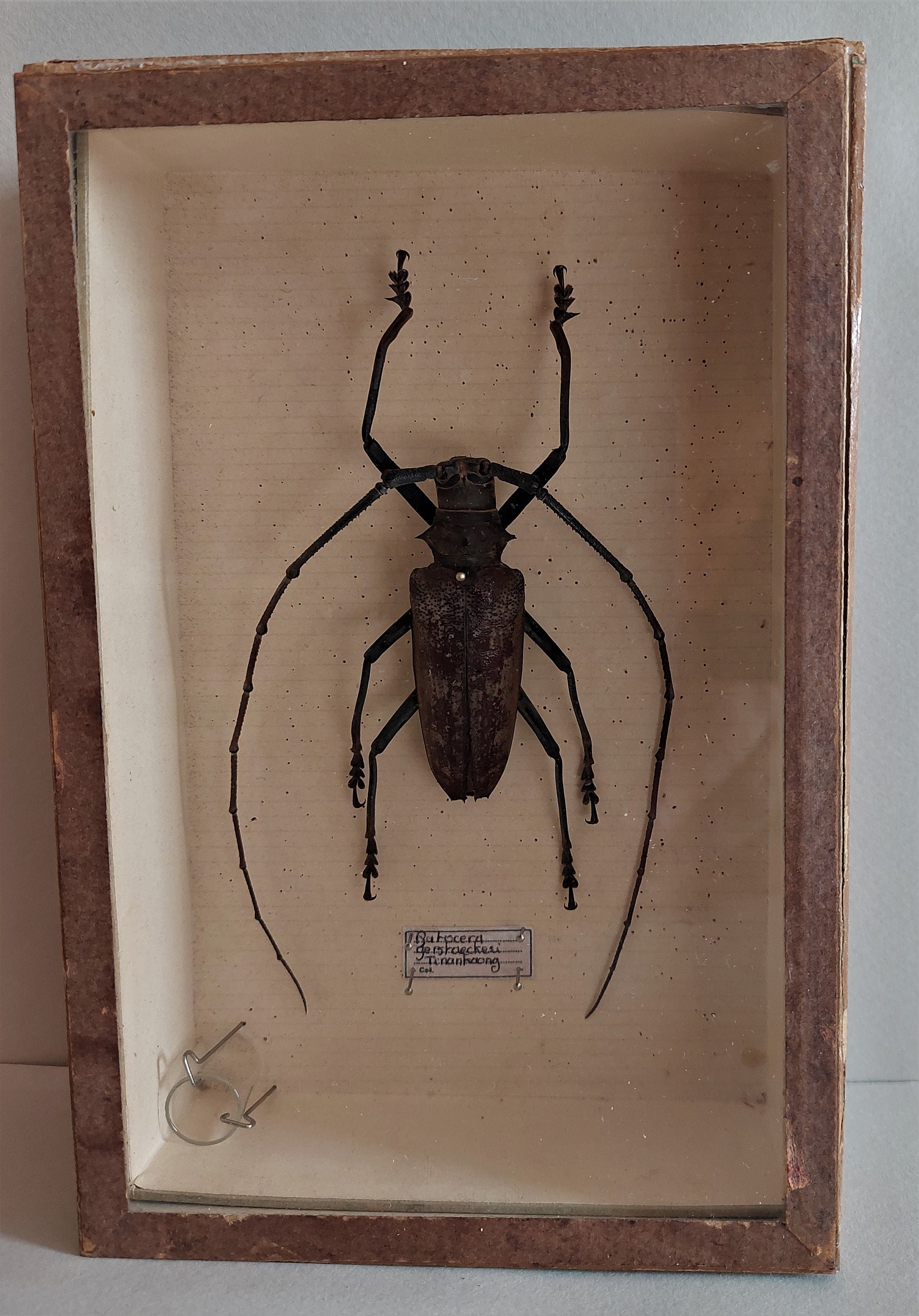 Boîte Entomologique avec Coléoptère Batocera Gerstaeckeri Nérée Boubée