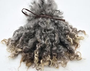 Wensleydale Fleece: Multi-Tonal Curly Wool Locks for Spinning & Felting