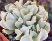 Beautiful - Echeveria 39 Topsy Turvy 39 cluster - shipped bare root
