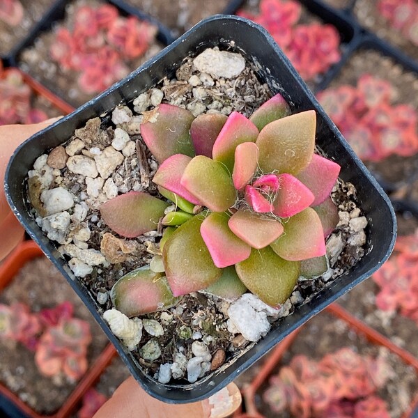 Variegated - Anacampseros telephiastrum ‘Sunrise’ cluster - 2 inch