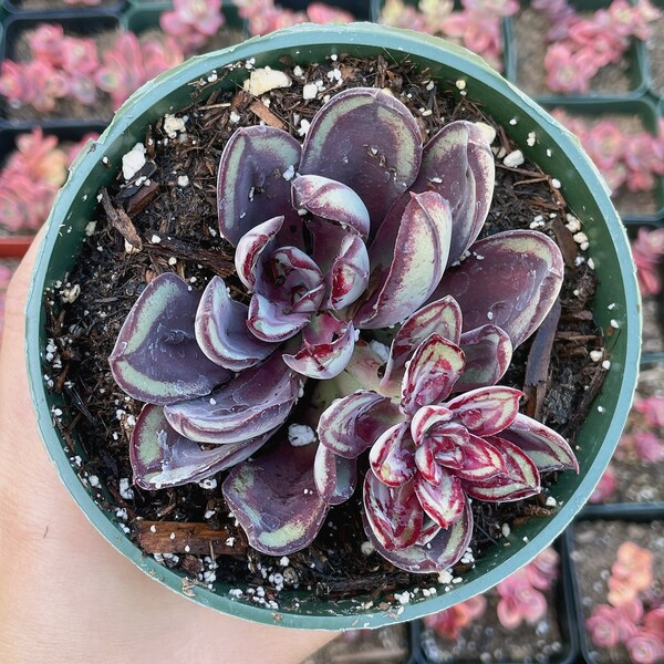 Rare - Double Echeveria “Maruba Benitsukasa” - 4in