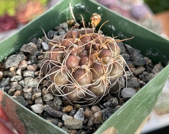 Gymnocalycium sp Cactus Plant