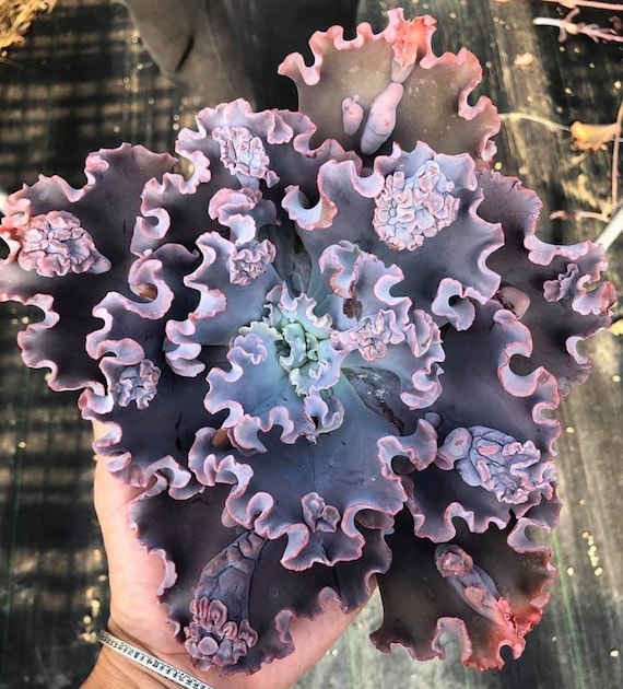 Dick Wright Hybrid - Echeveria Purple Haze - Very Rare! - Etsy