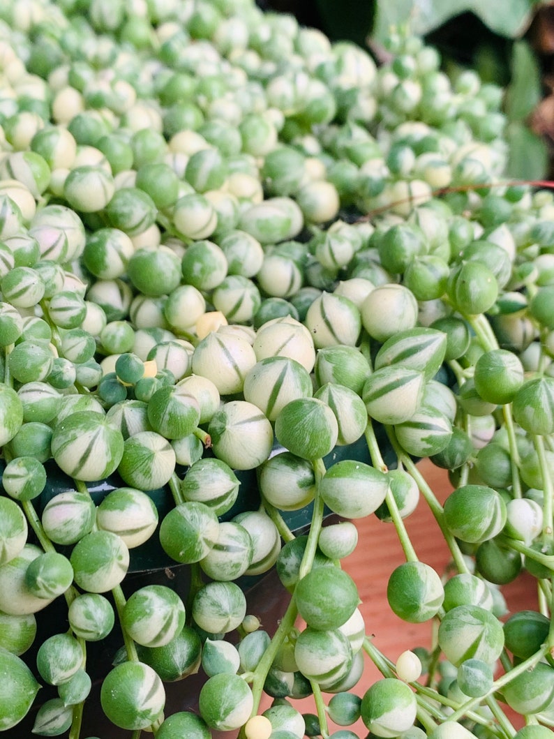 Rare Variegated String of Pearls Senecio rowleyanus Etsy