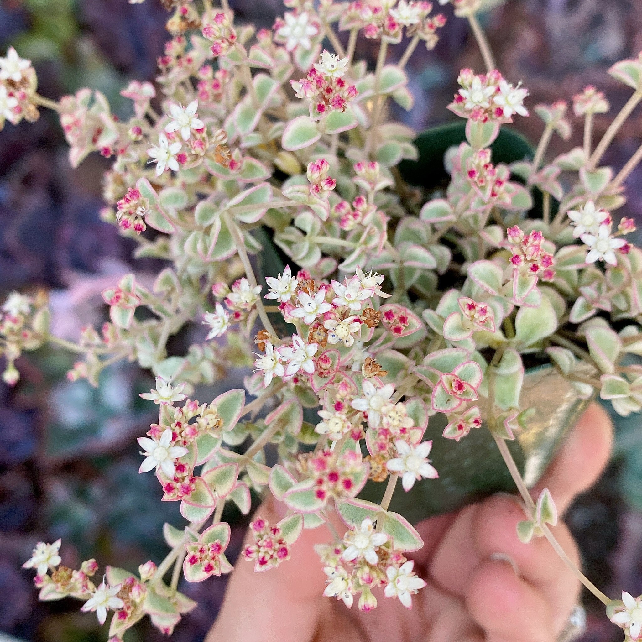 Variegated - Sedum 'Little Missy' - 2 inch pot