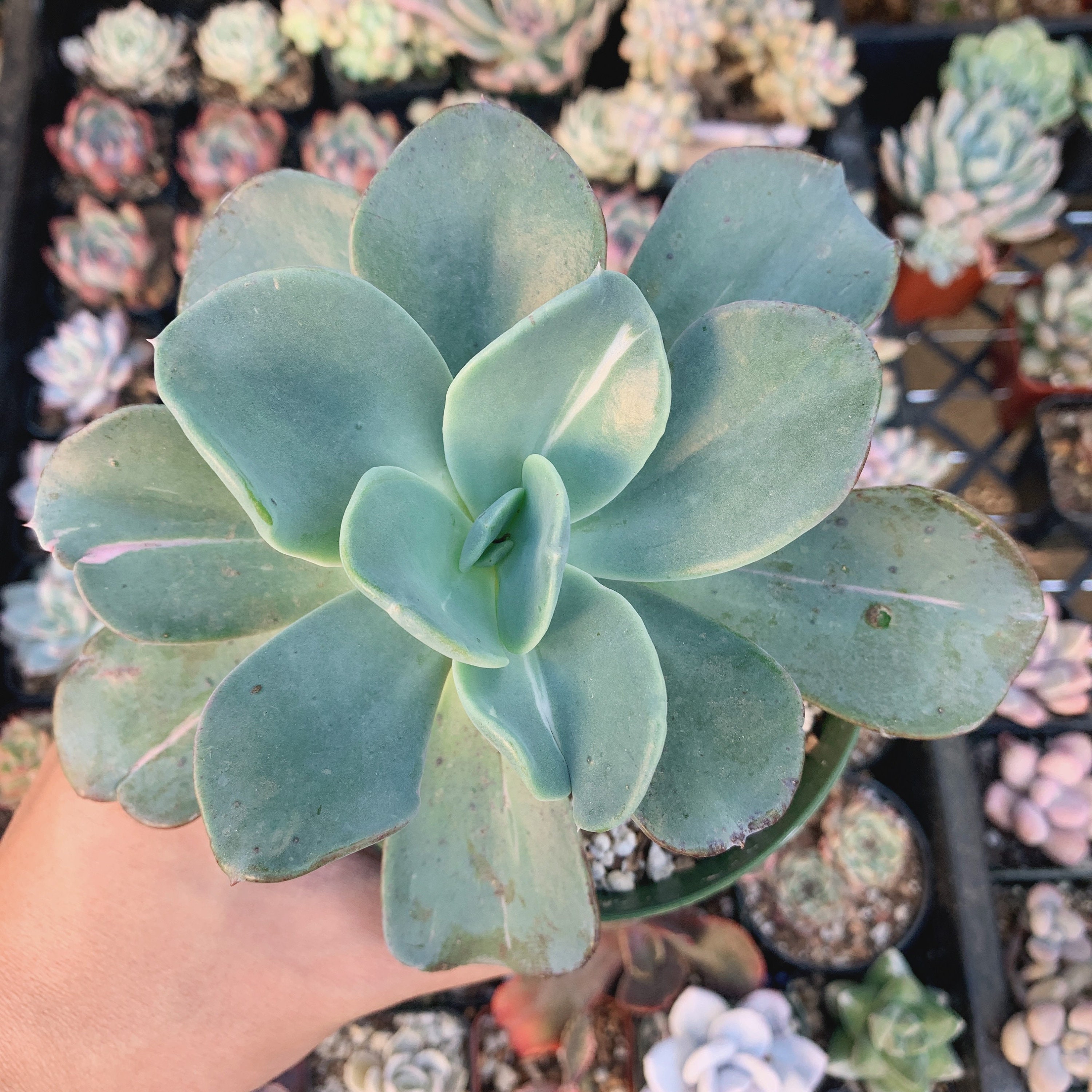 Big Rare Echeveria 'berserk' Variegata- Imported From Korea, FULLY