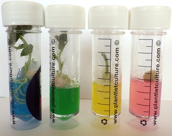 Pea x 4 - Grow A Plant In A Test Tube - Plantlet Culture, Seed kits for kids, Children gardening kit, Grow Your Own, Seed Kit
