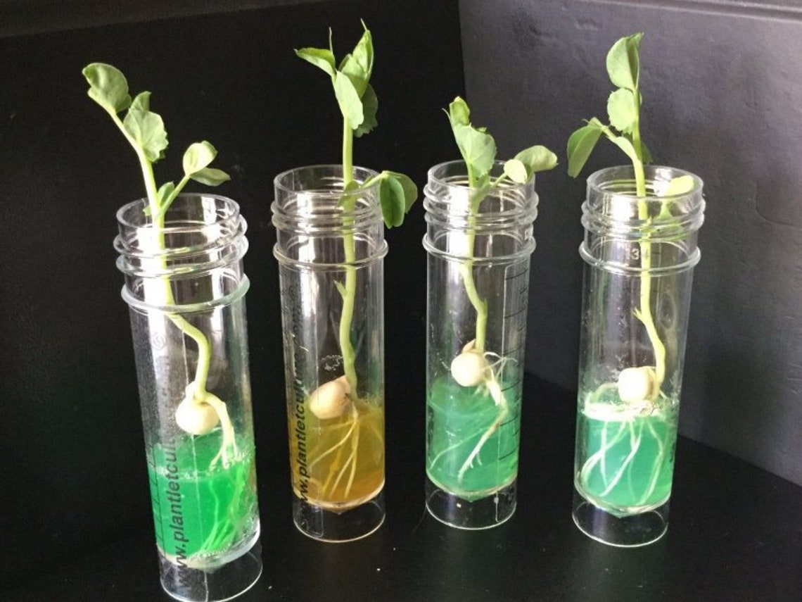 Test Tube Plug Plants x 10 Garden Pea Grow A Plant In A Etsy