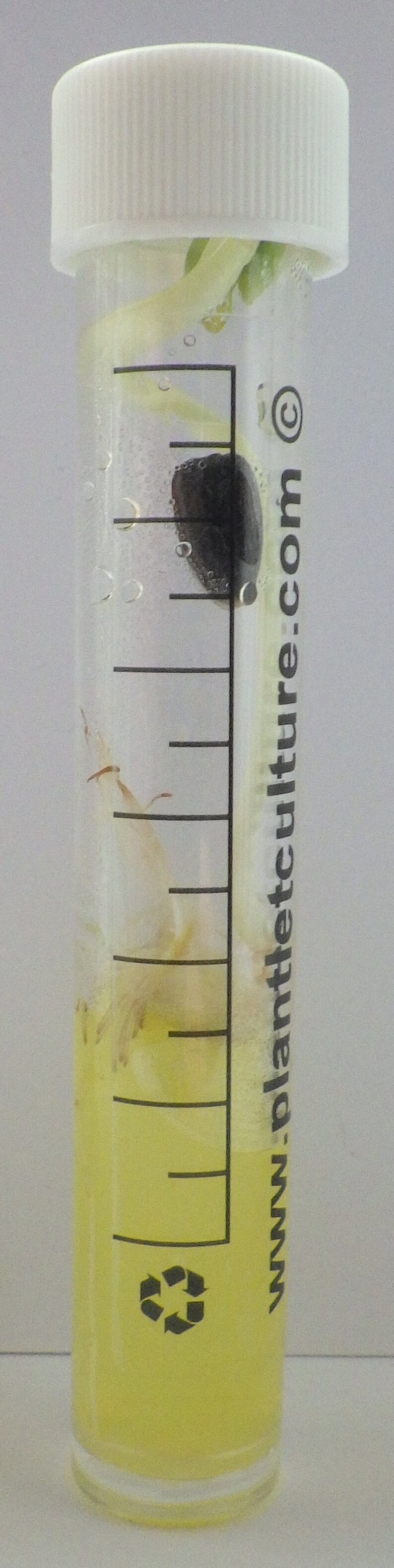 Sunflower Starter Kit Grow A Plant in A 'mini' Test Tube Seed Kits for