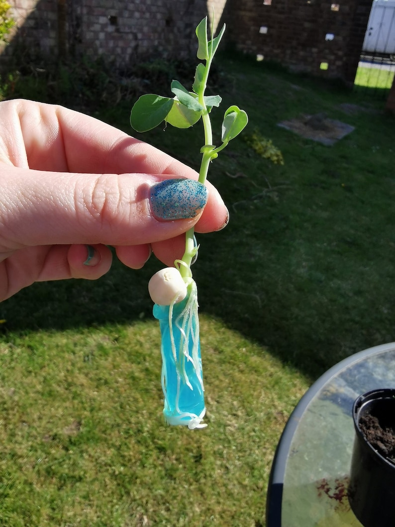 Sunflower Starter Kit Grow A Plant in A 'mini' Test Tube Seed Kits for