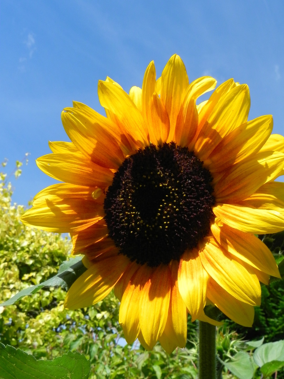 Sunflower Starter Kit Grow A Plant in A 'mini' Test Tube Seed Kits for