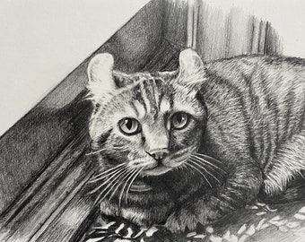 100% Hand Drawn &  Customized Cat Portraits, Custom pet drawing, custom pet portrait,  , dog portrait,  cat portrait, multi pet portraits