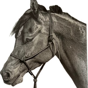 K&ouml;nnte beinhalten: Eine Schwarzwei&szlig;zeichnung eines Pferdekopfes mit Bleistift. Das Pferd tr&auml;gt ein schwarzes Seilhalfter. Das Pferd schaut nach links.