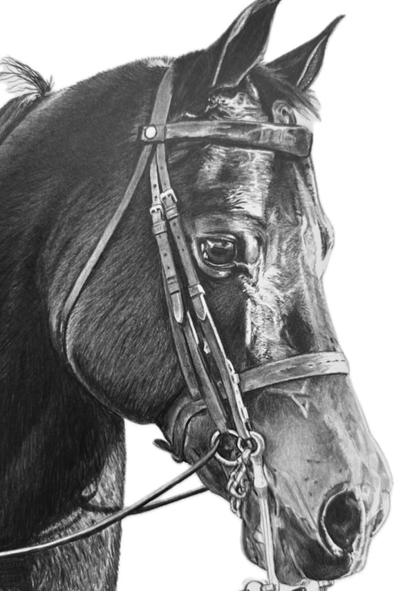 手描きのカスタム馬の肖像画：リアルな鉛筆アート、馬好きへのギフト
