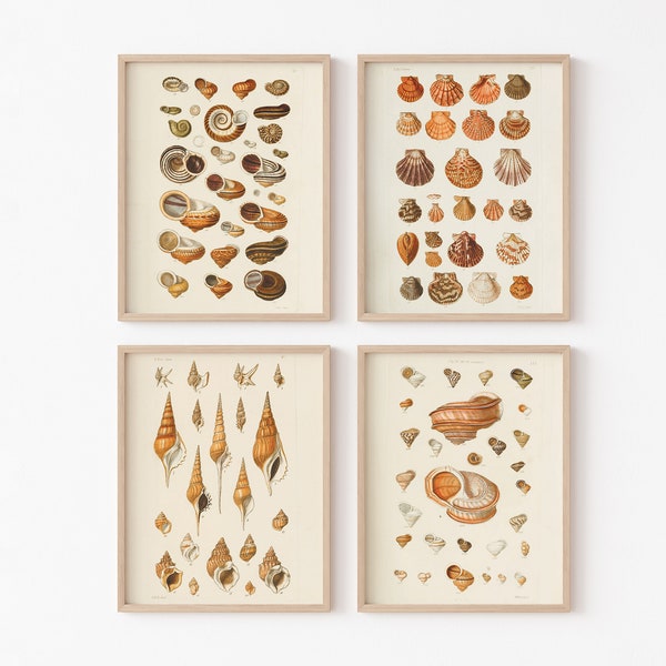 Four Vintage Sea Shells Illustrations — printable beach art — Instant Download — Poster Pack