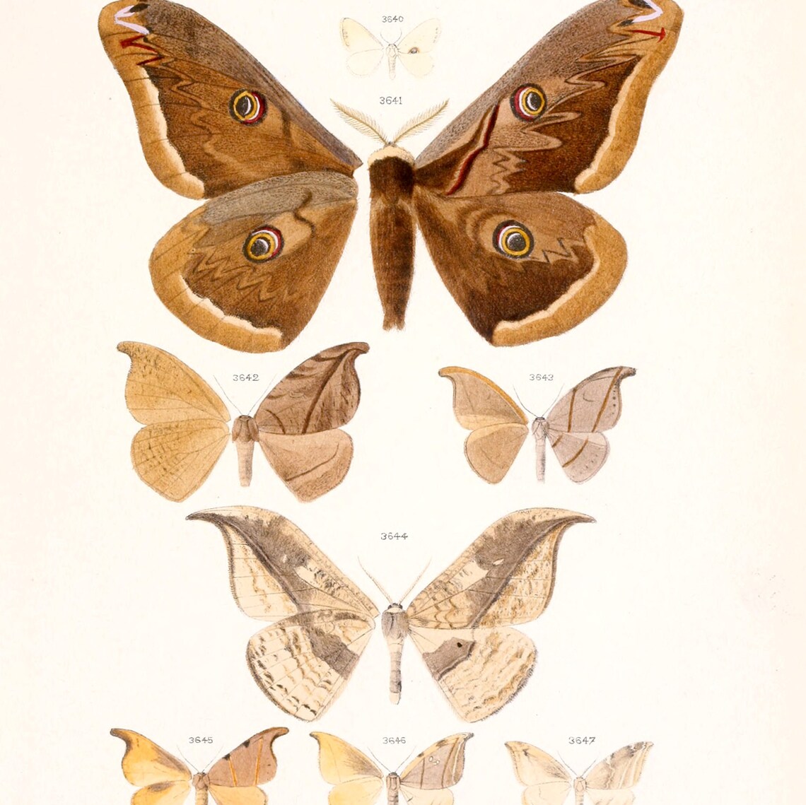 Moth Pack Cheap Vintage Moth Illustrations Printable Insect Art Instant ...