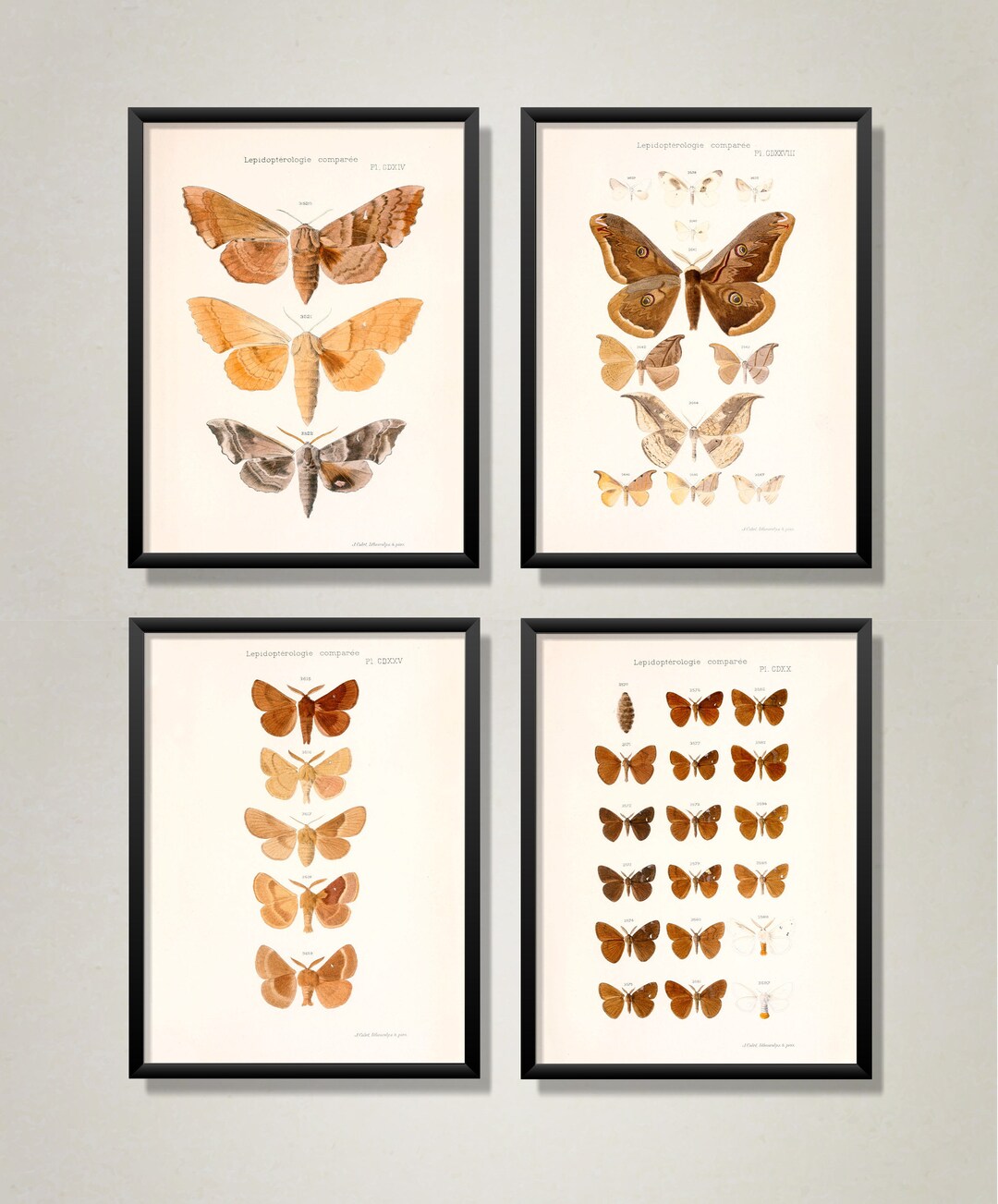Moth Pack Cheap Vintage Moth Illustrations Printable Insect Art Instant ...