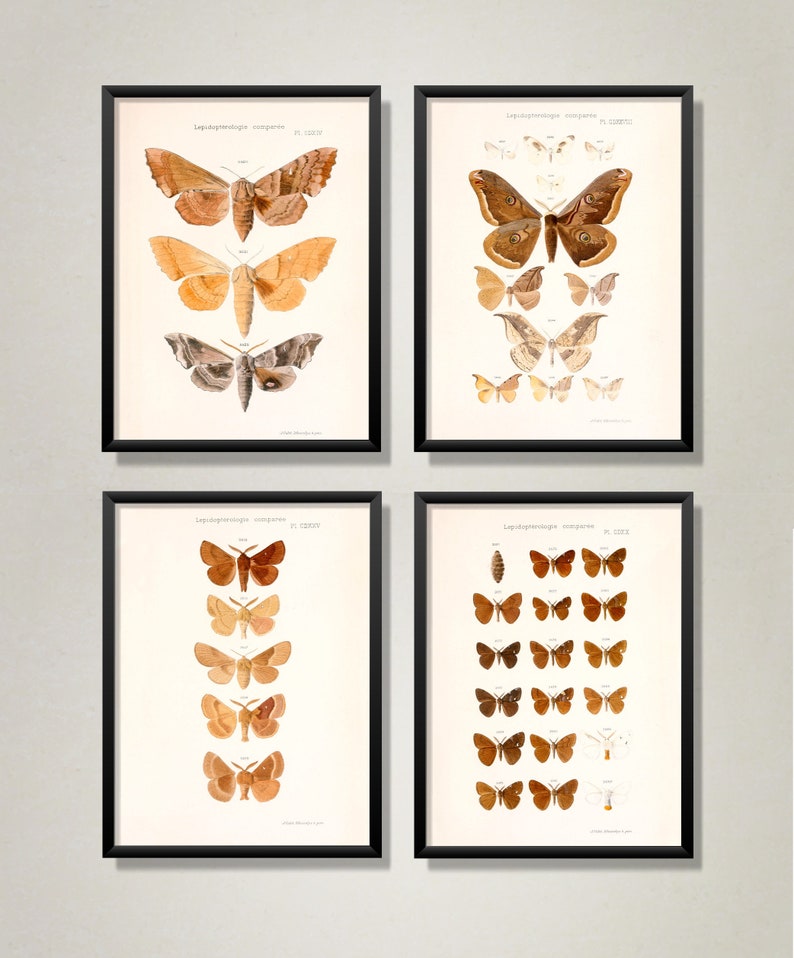 Moth Pack Cheap Vintage Moth Illustrations Printable - Etsy