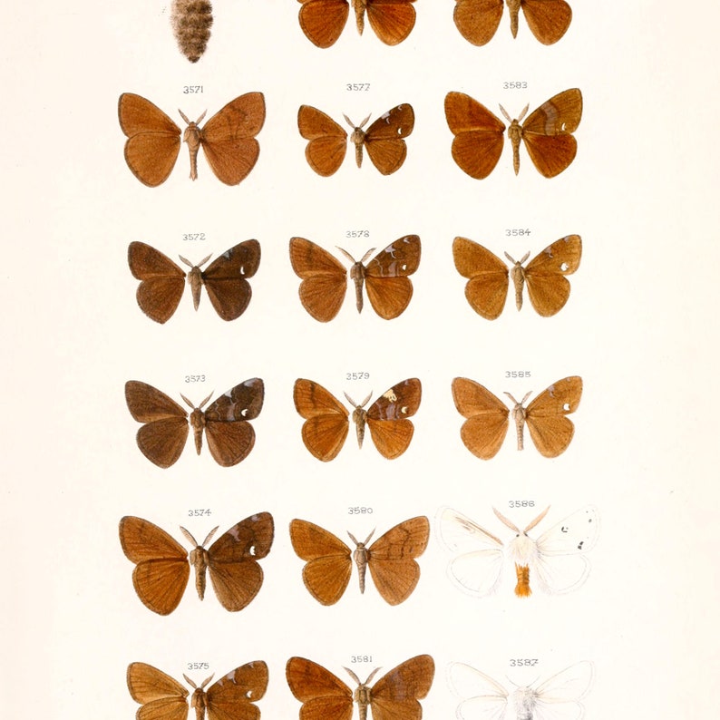 Moth Pack Cheap Vintage Moth Illustrations Printable | Etsy