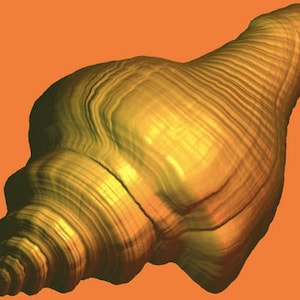 May include: A golden seashell with a spiral shape and a textured surface.