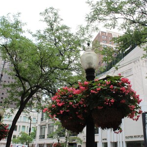 May include: Street scene with hanging baskets of pink flowers, a vintage lamp post, and buildings. The scene is framed by green trees and a cloudy sky. The sign for Oliver Peoples is visible.