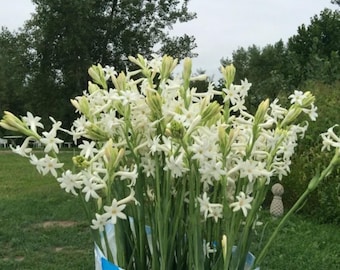 6 + 6 FREE  Nice Size Fresh Tuberose Bulbs