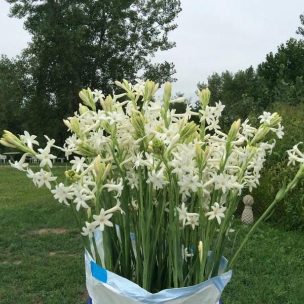 SUPER SALE 6 + 6 FREE  Nice Size Fresh Tuberose Bulbs