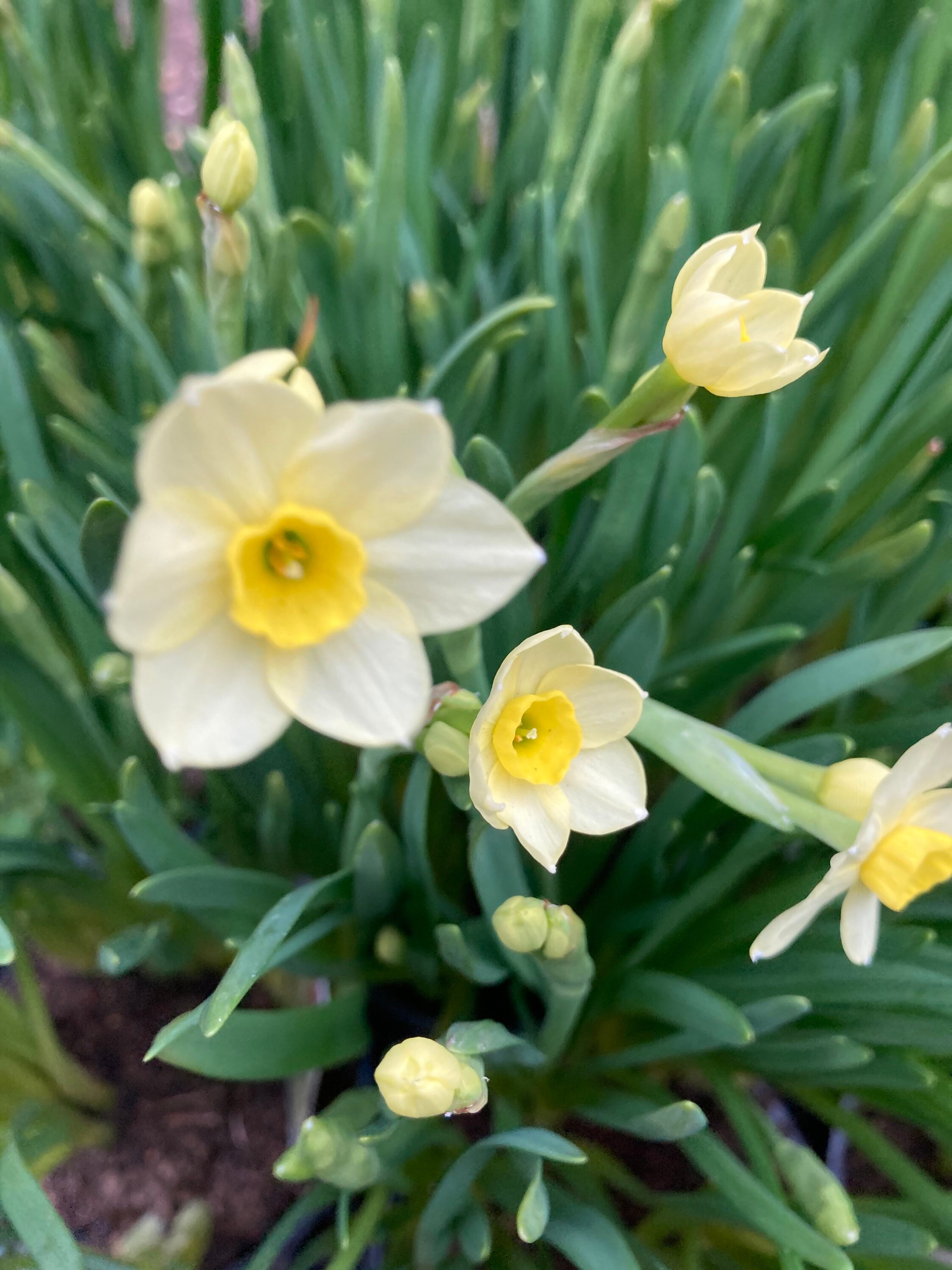 Dwarf Daffodil Bulbs 'minnow' narcissus Tazetta Free Etsy UK
