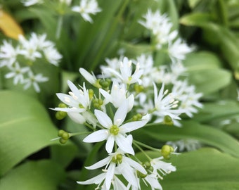 Wild Garlic Bulbs or Allium ursinum (Ready to Plant in Your Garden) Free UK Postage