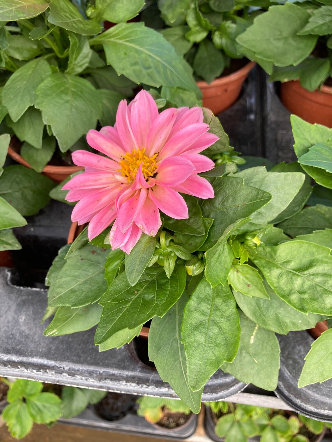 Dwarf Pot Dahlia Plants in a 10 cm Dia Pot Free UK Postage