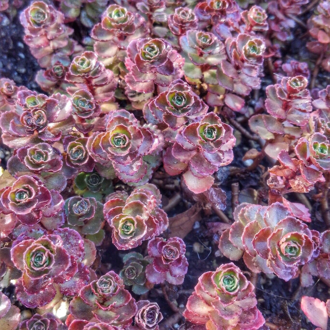 Sedum Spurium Fuldaglut Also Known As Fireglow Or Etsy