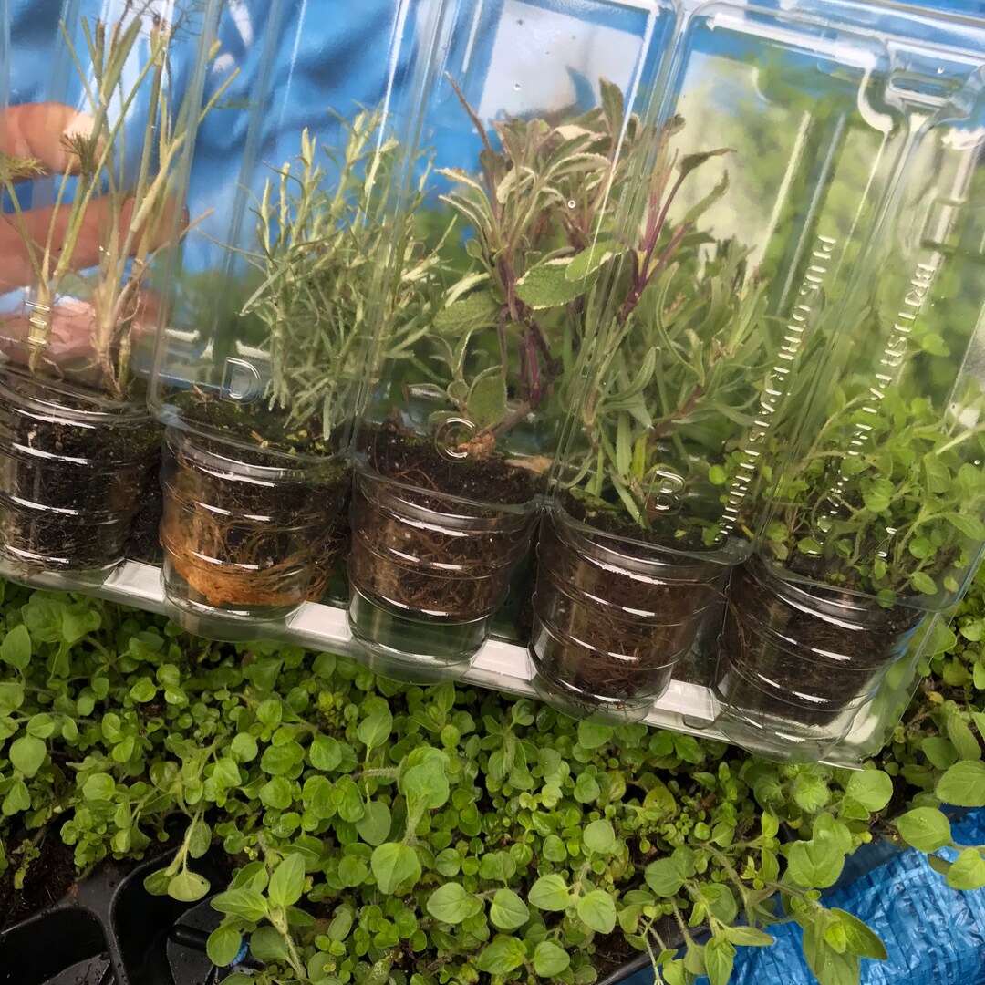 Five Mixed Herb Plants Young Transplants to Grow Yourself free UK