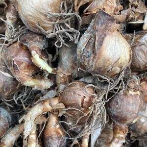 Leucojum aestivum Summer Snowflake Potted Bulb to Plant at Any Time of Year Free UK Postage image 2