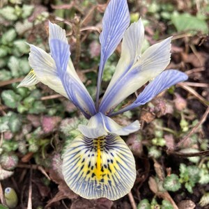May include: A close-up of a small iris flower with pale yellow and blue petals. The flower has a yellow and black striped centre. The background is blurred, showing green and purple foliage.