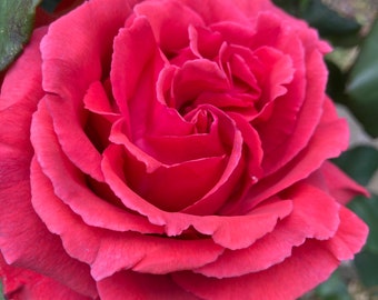 Rose Bush ‘Fragrant Cloud’ Hybrid T (Bare Root) Free Postage