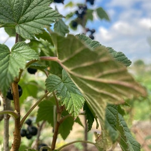 May include: Close-up of a blackcurrant bush with green leaves and ripe blackcurrants.
