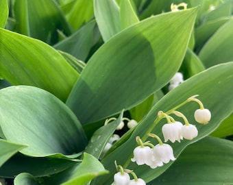 Lily of The Valley Plants in 9cm Diameter Pots (Convallaria majalis) Free UK Postage