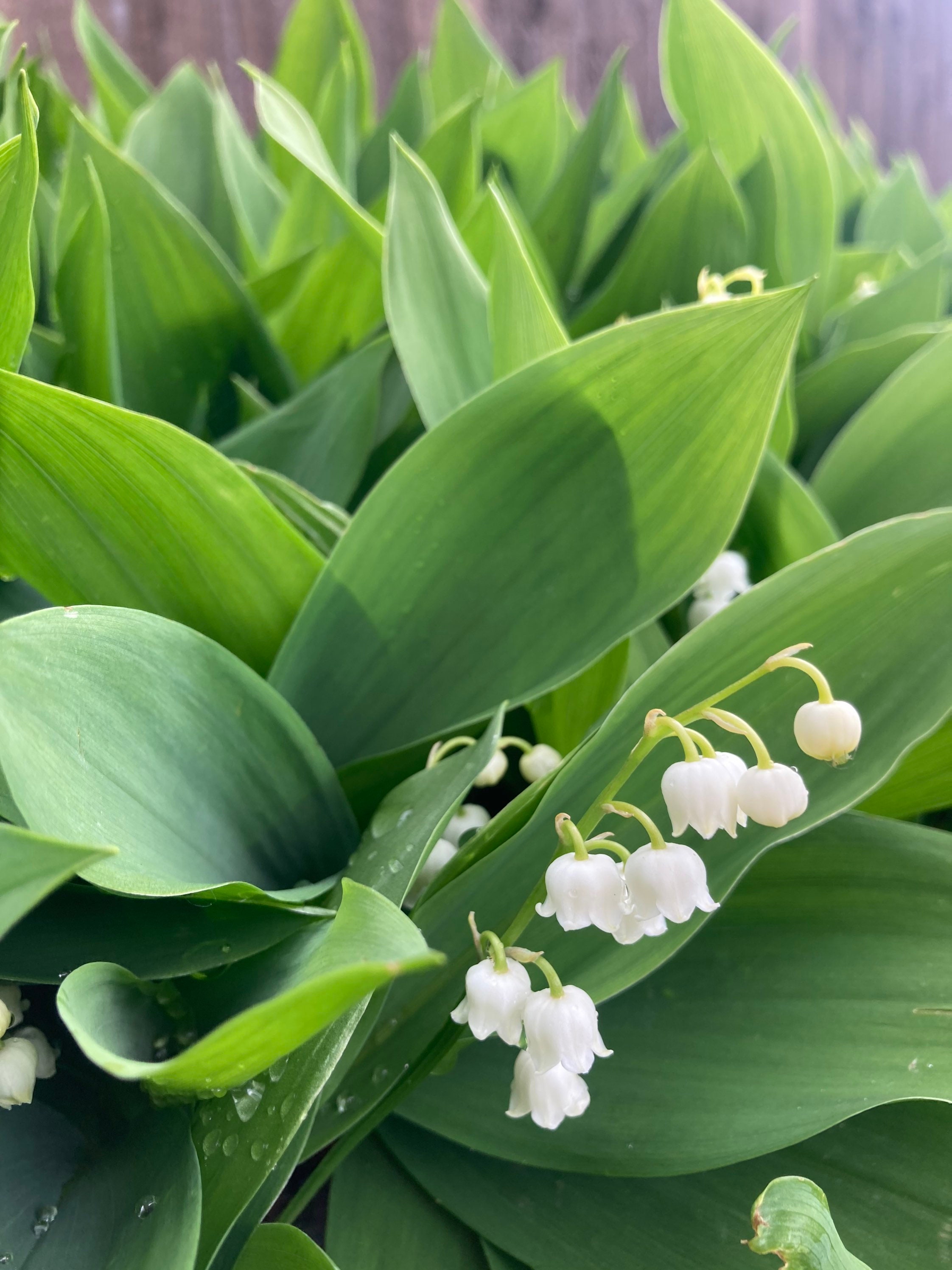 Lily of the Valley Plants in 9cm Diameter Pots convallaria Etsy UK