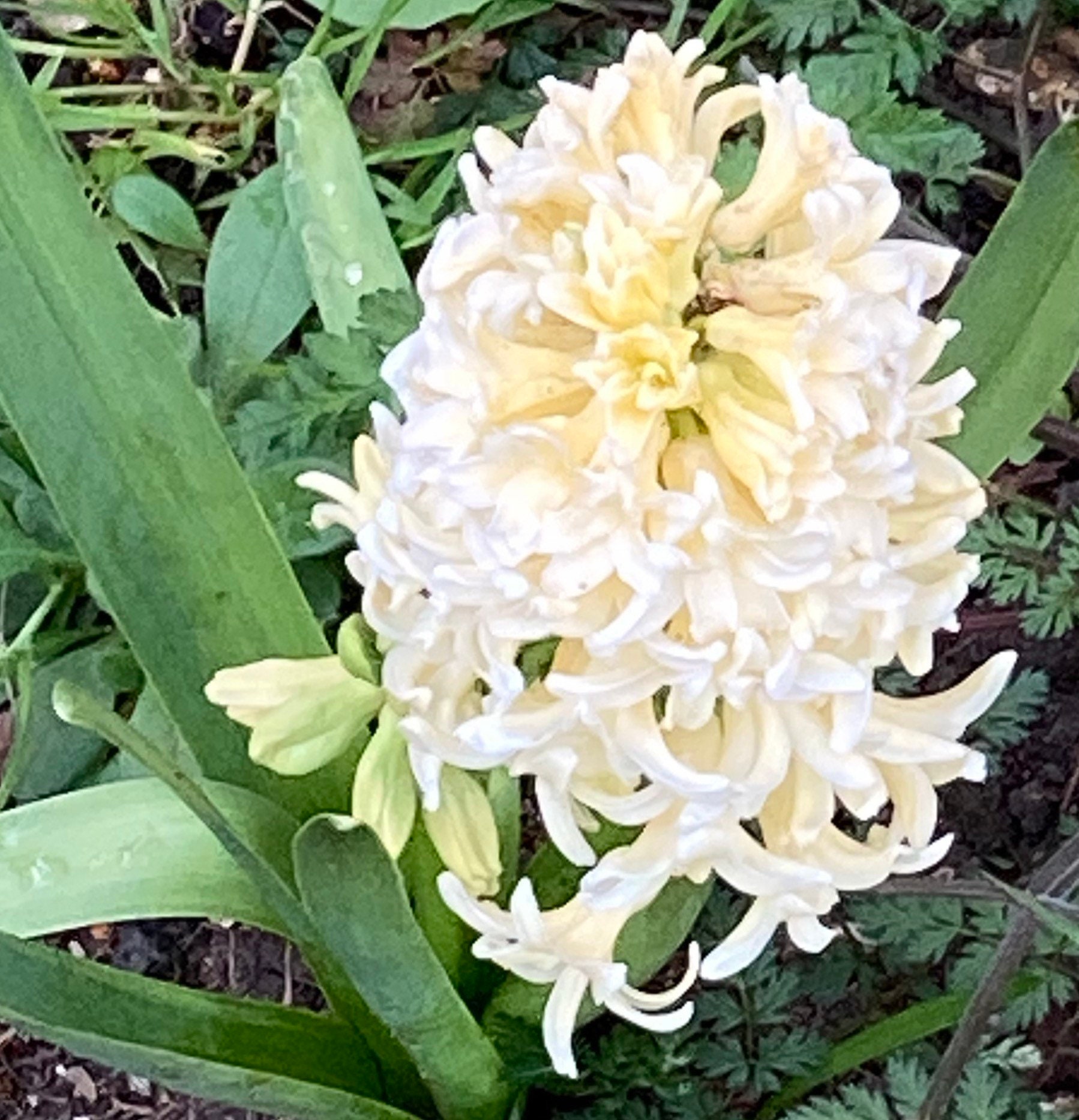Yellow Hyacinth Bulbs 'Yellow Queen' Ready To Plant Etsy