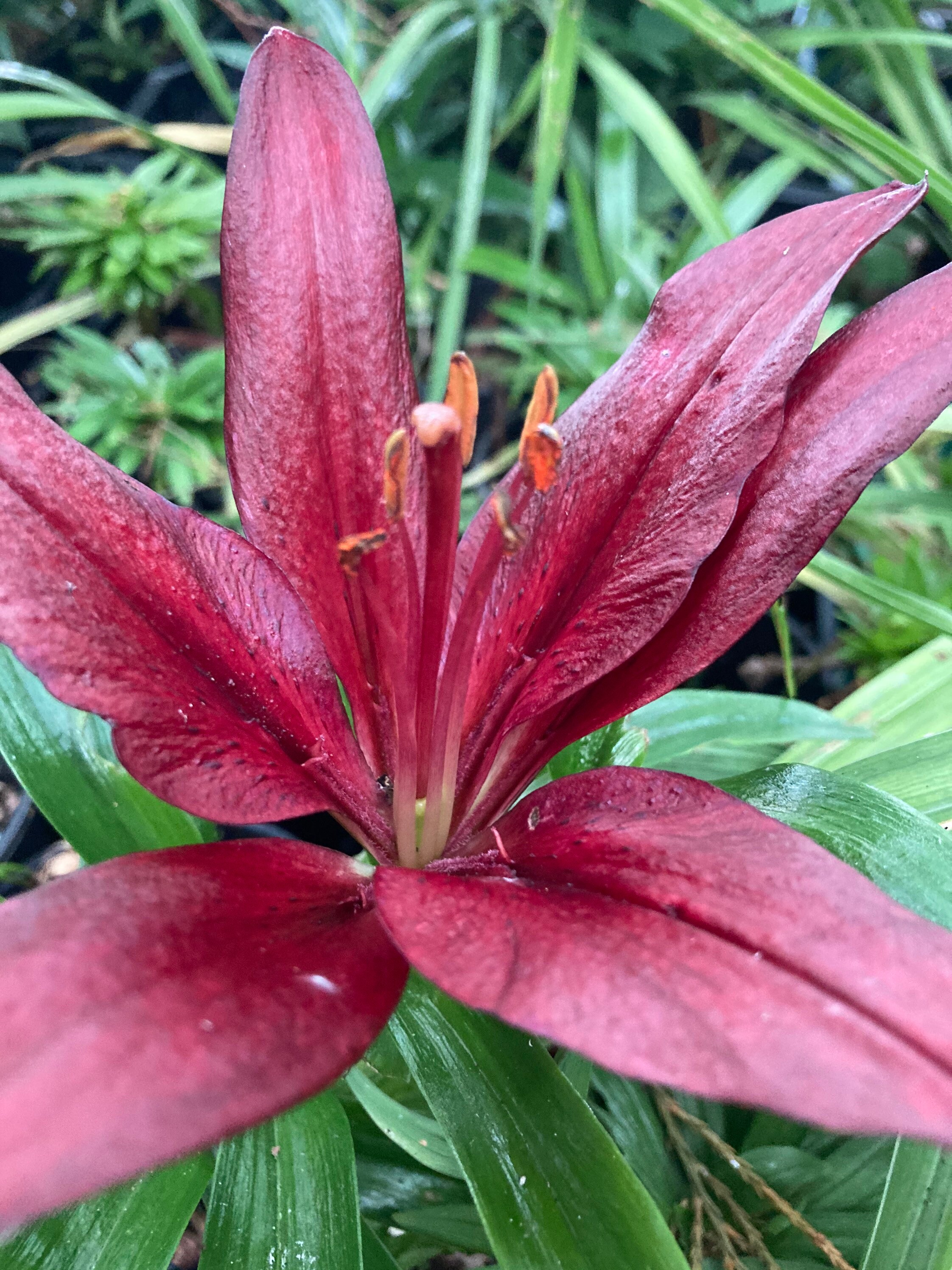 Red Tiger Lily Bulbs To Plant Yourself Free UK Postage Etsy