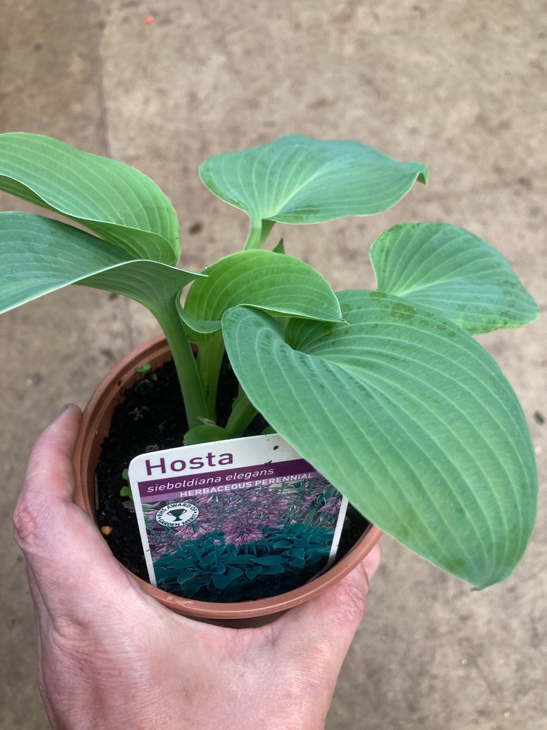 Hosta sieboldiana 'Elegans' Budding Sections of Bare Root Free UK Postage image 3