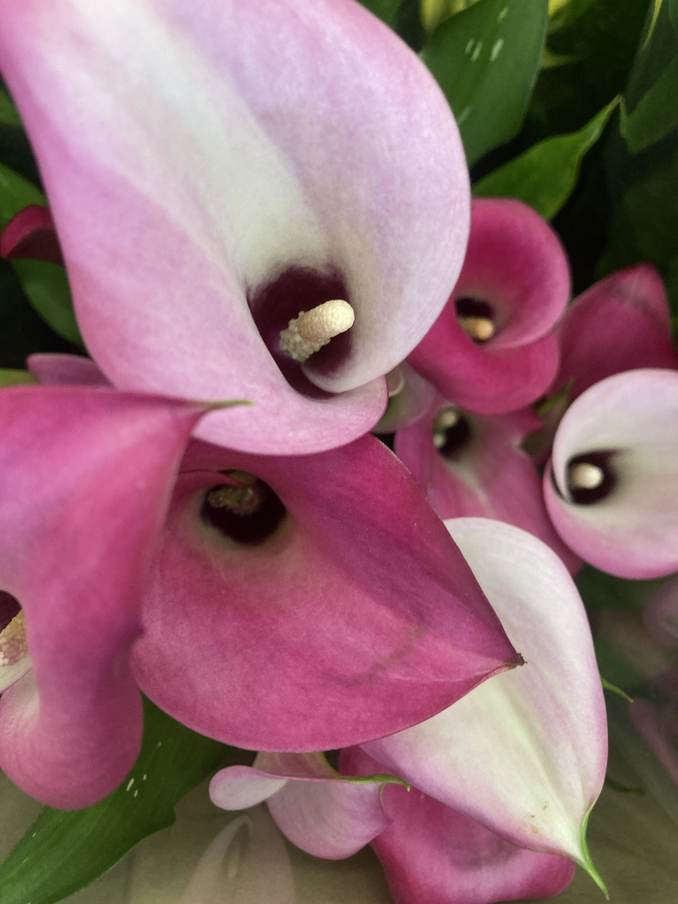Pink Calla Lily Corms To Plant Yourself Free UK Postage Etsy.de