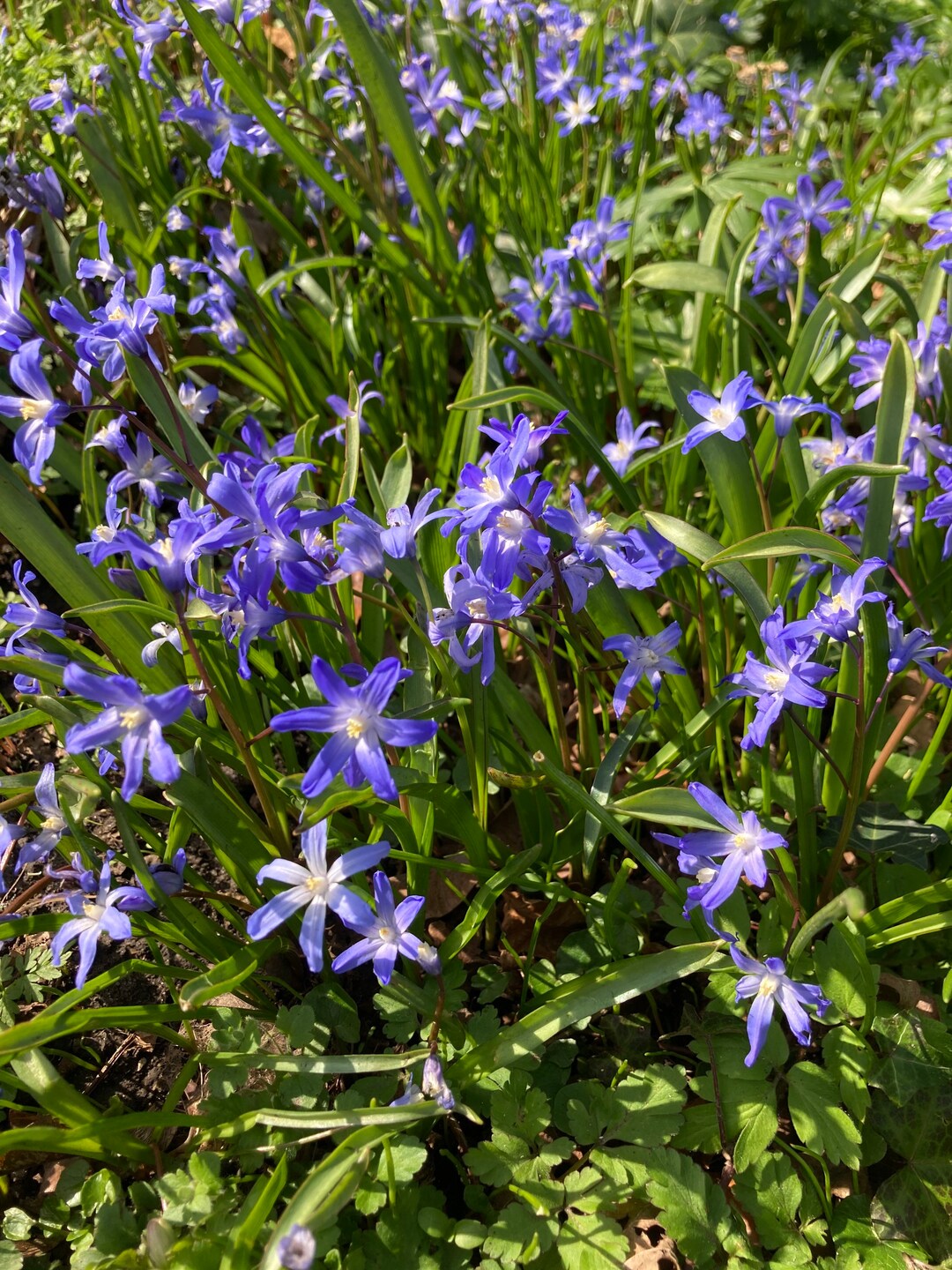 10 Blue Glory of the Snow Bulbs (chionodoxa Luciliae) Free UK Postage ...