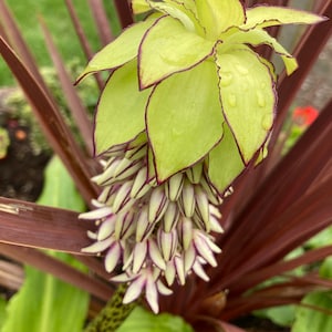 Two Coloured Eucomis or Pineapple Lily Bulbs For Planting Yourself (Free UK Postage)