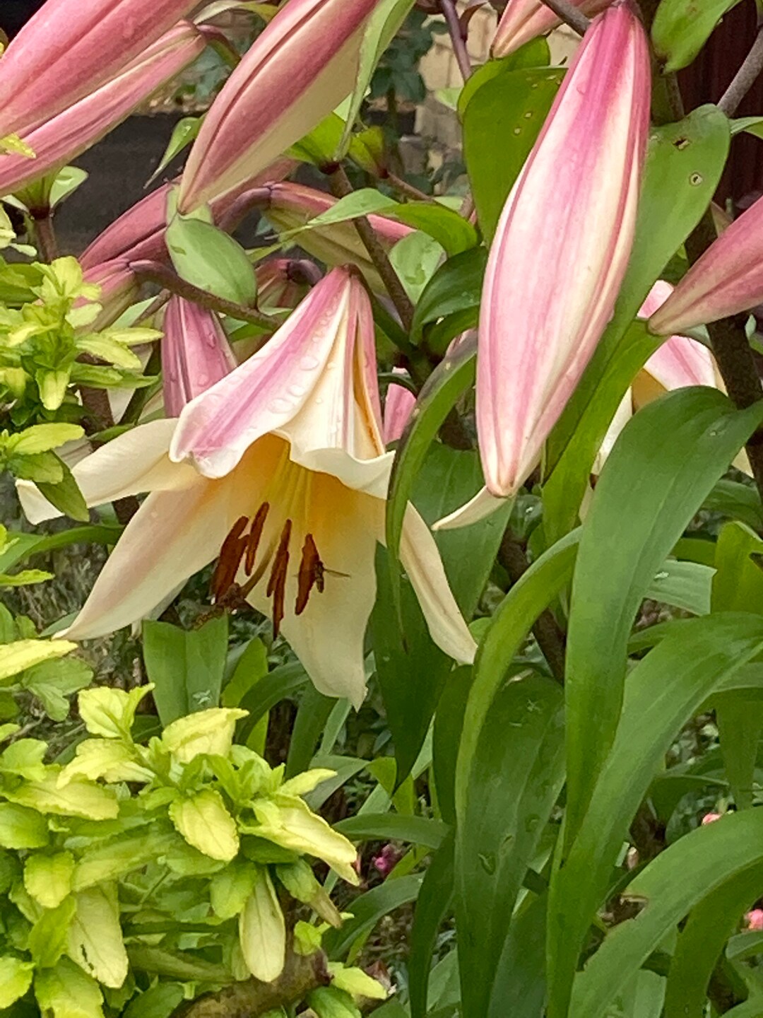 Lilium Regale trumpet Lily bulbs to Plant Yourself Free UK Etsy UK