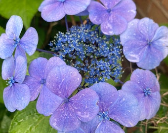 tea bolsas for hydrangeas
